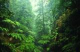 Forêt - Tasmanie